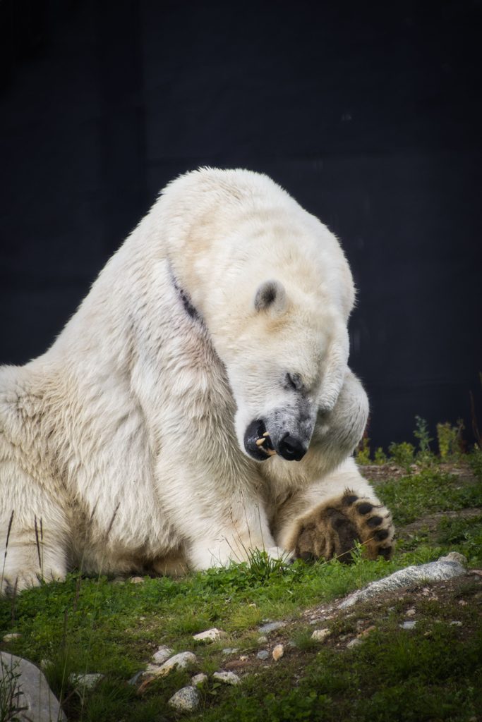 Polar bear at Ranua Wildlife Park in Lapland, Finland